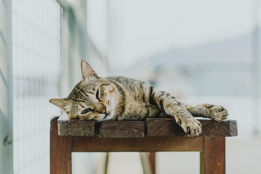 キジ猫